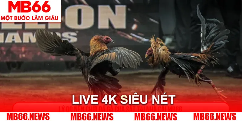 Đá gà cựa dao tại nhà cái với hệ thống live siêu nét