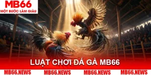 Luật Chơi Đá Gà MB66