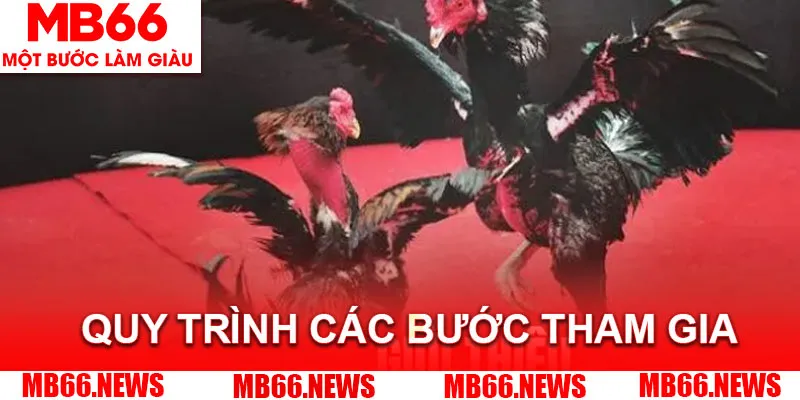 Quy trình các bước tham gia cá cược tại nhà cái